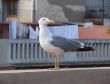 Seagul