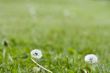dandelion
