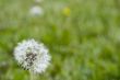 dandelion