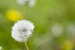 dandelion