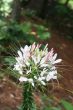 White and Pink Flower