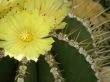 flowers of a cactus