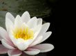 water lily