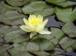 water lily