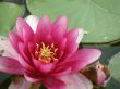 water lily