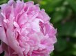 Peonies