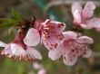 Flowers of a peach