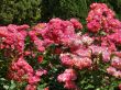 roses.