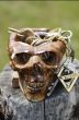 Skull
