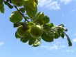 Apple Tree