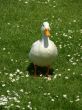 White Duck