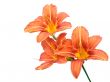  lily flowers