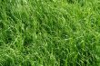 GREEN GRASS