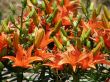 tropical flowers.