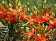tropical flowers.