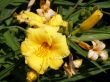 tropical flowers.