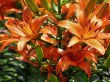 tropical flowers.