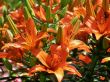 tropical flowers.