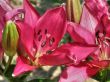 tropical flowers.