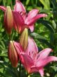 tropical flowers.
