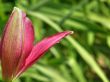 tropical flowers.