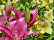 tropical flowers.