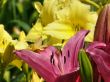 tropical flowers.