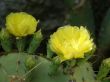flowers of a cactus