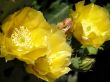 flowers of a cactus