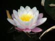 flower of a water lily
