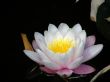 flower of a water lily