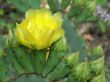flowers of a cactus
