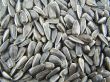 Seeds of sunflower