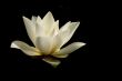 Lotus, water lilly