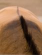 Abstract horse back