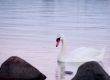 Swan at sunset