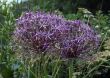 Allium