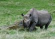 Rhino