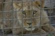 lioness behind bars