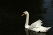 Mute swan