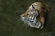 Tiger in water
