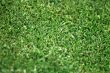 grass pattern