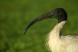 australian white ibis