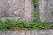 Young ferns