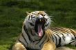 Yawning tiger