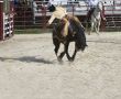 Horse and Cowboy 2