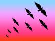 Group of black birds in the sky,vector