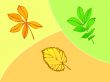 Three leaves, autumn,season