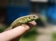 Green lizard in the hand
