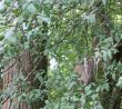 Squirrel in Tree